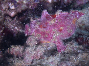 frogfish.jpg