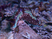 nudibranch1.jpg