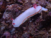 nudibranch3.jpg