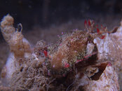 nudibranch4.jpg