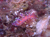 nudibranch5.jpg