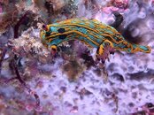 nudibranch7.jpg