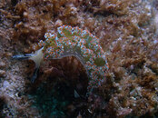 nudibranch6.jpg