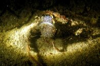 nudi.jpg