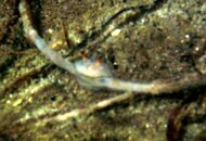 nudi2.jpg