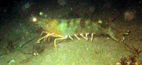 shrimp1.jpg
