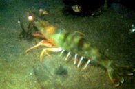 shrimp2.jpg