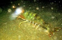 shrimp3.jpg