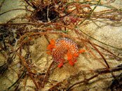 nud1_triopha_maculata.jpg