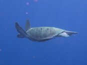 IMG_1238.jpg