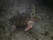 PICT0051.jpg