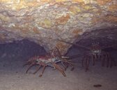 IMG_4337.jpg