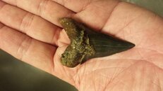5-25-2013-megalodon.jpg