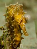 seahorse-0071.jpg