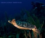 TURTLE AND RICK-1.jpg