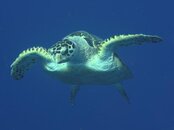 IMG_1517.jpg