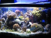 04Reef 010.jpg