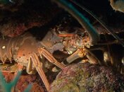 LOBSTER DEN.jpg