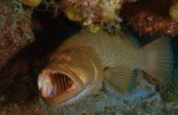 GROUPER CLEANING STATION.jpg