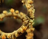 Wire_Coral_Shrimp-2236.jpg