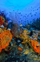vertical-reefshot.jpg