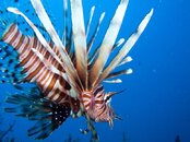 lionfish2.jpg
