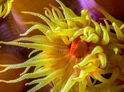 Yellow Corral Solo Abstract 1-F.jpg
