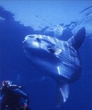 molamola.jpg