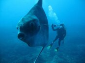 mola2.jpg