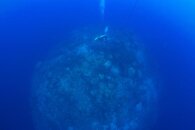 Typical diving.jpg