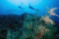 Black coral at Krakafat.jpg