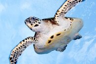Flying Turtle.jpg