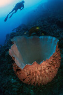Massive barrel sponge.jpg