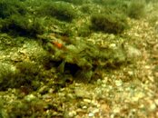batfish.jpg