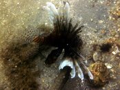 Lionfish.jpg