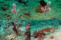 DDDB 541 ornate ghost pipefish.jpg