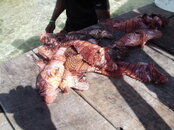 Lionfish on dock.jpg