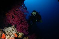 pink gorgonian.jpg