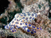 Blue Kirio Jan 2009 News_img_7.jpg