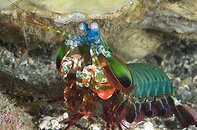 Mantas Shrimp.jpg