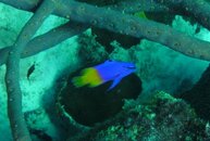 Bonaire 2013 094.jpg