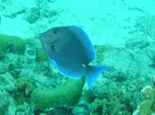 Bonaire 2013 097.jpg