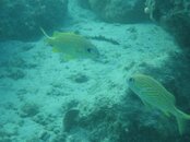 IMG_0347.jpg