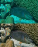 Before-After.jpg