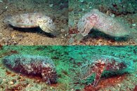 DDDB 543 cuttlefish sm.jpg