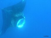 Manta.jpg Manta.jpg