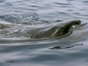 Whale Shark.jpg Whale Shark.jpg