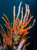 Busselton+Jetty-3.jpg