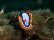 Busselton+Jetty-9.jpg