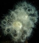 DSC00695-3.jpg